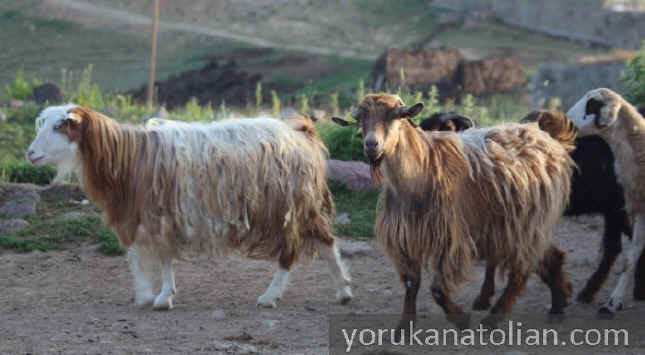 Brush goats with Kashmir grade wool
