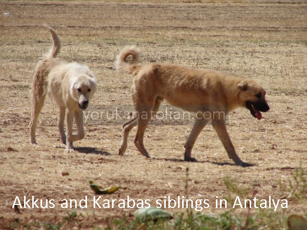 Akkus-n-Karabas-siblingsAntalya