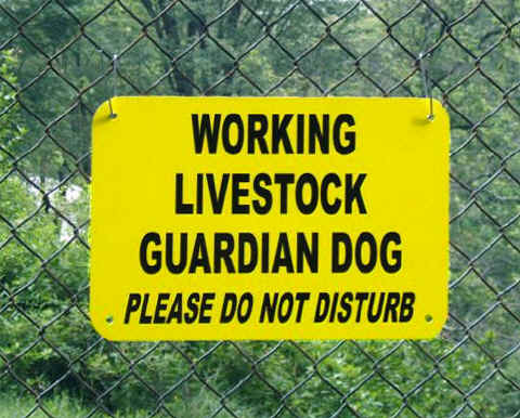 Farm Sign: WORKING LIVESTOCK GUARDIAN DOG - Please Do Not Disturb