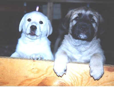 Full Circle Farm Pups
