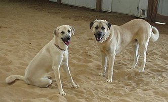 Dallas and Maxwell