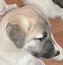 Puppy