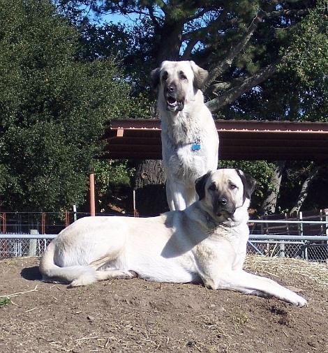Sirin and Kiz