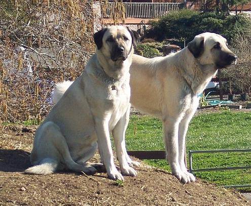 Sirin and Kiz