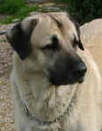 Turk