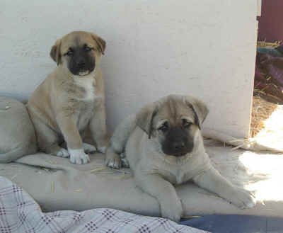 Zaltana puppies