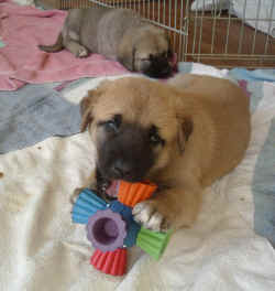 Zaltana puppies