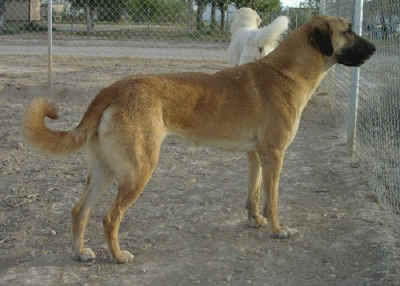 Leydi