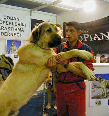 Istanbul Show